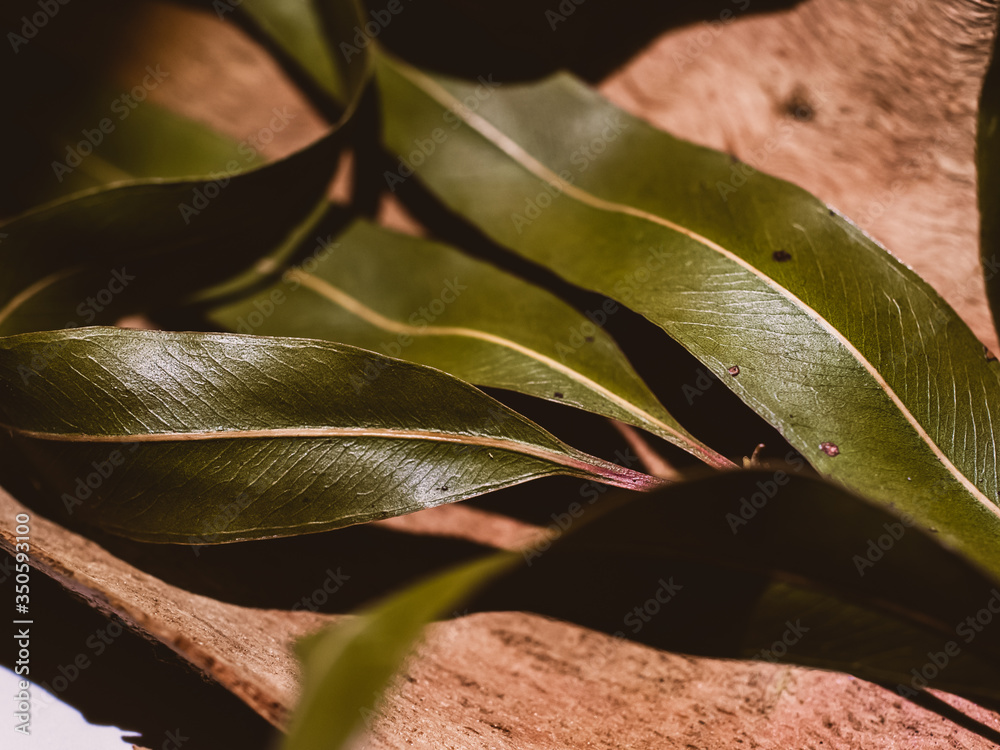 Obraz premium Close up of eucalyptus leaves