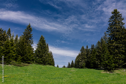 Pine forest and meadow in the mountains on the background of the sky with clouds.