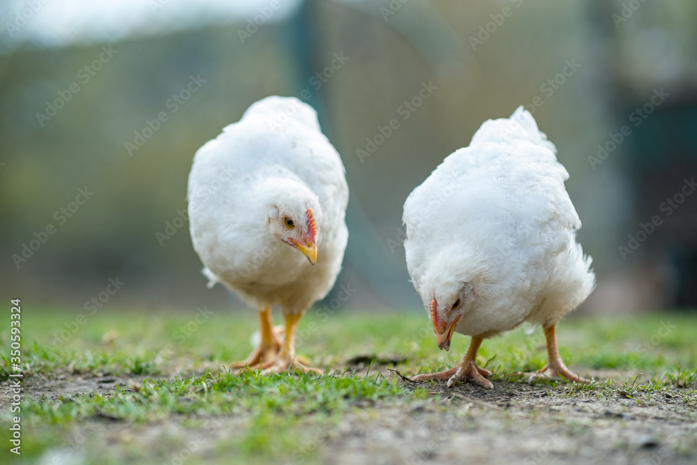 Hen feed on traditional rural barnyard. Close up of chicken standing on barn yard with green grass. Free range poultry farming concept.