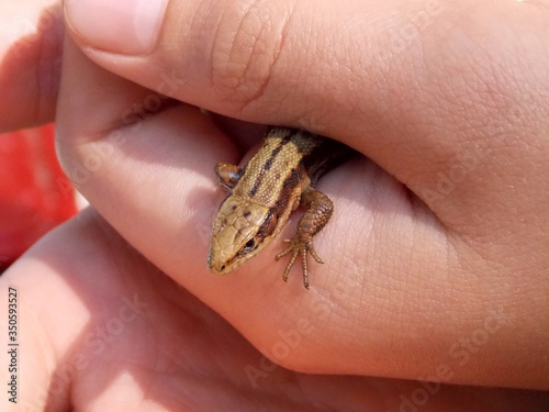 Little lizard of yellow-brown color in boy's hand © Alrika 