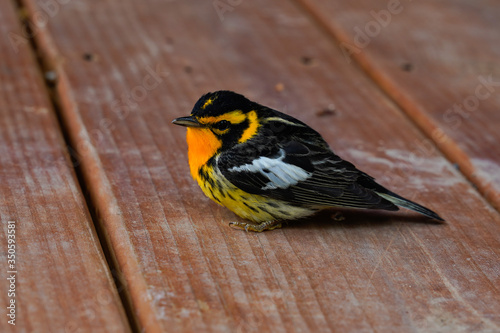 Canvas Print Bright, colorful Blackburnian warbler
