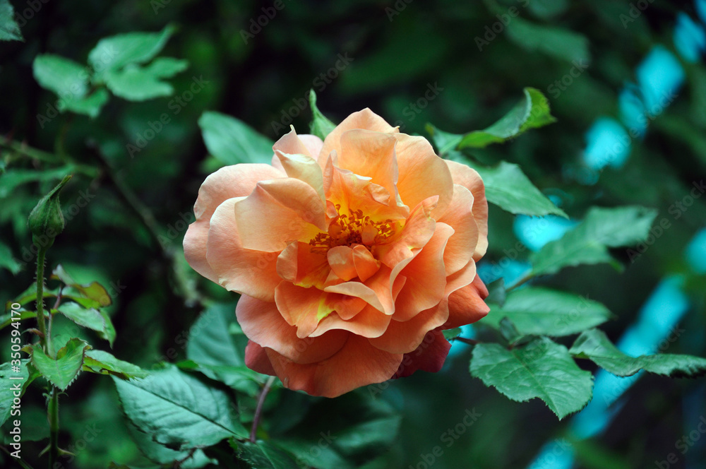 coral rose flower on a green lawn coral rose flower on a green lawn