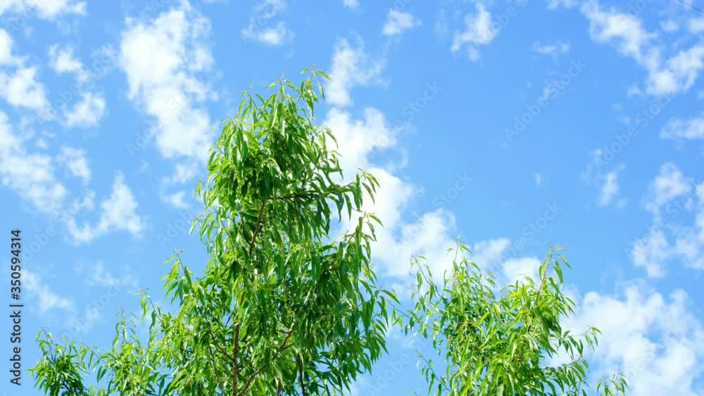 Branches of a tree blowing with the wind against the sky with clouds. Nature concept. 4K Steady Motion