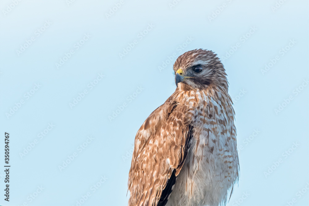 Close up portrait of a Red-shouldered Hawk (Buteo lineatus) in the Viera Wetlands, Florida, USA. Close up portrait of a Red-shouldered Hawk (Buteo lineatus) in the Viera Wetlands, Florida, USA.
