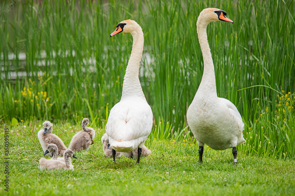 Family of swans. Mother, Father, and their babies at shoreline in nature. Swan family with chicks in the nature. Family of swans. Mother, Father, and their babies at shoreline in nature. Swan family with chicks in the nature.