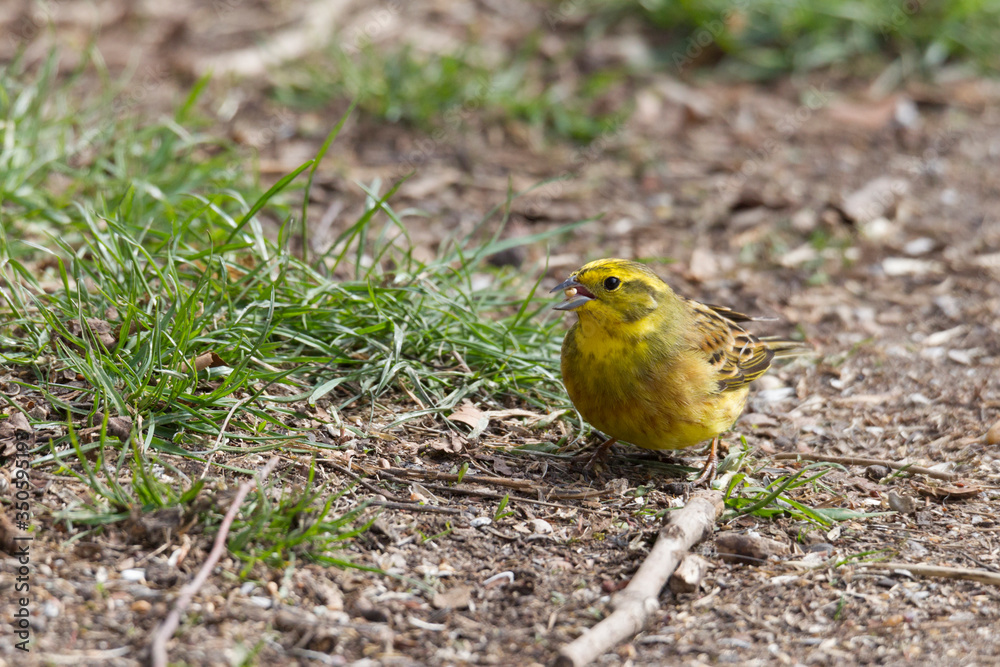 Yellowhammer looks for food on the forest floor Yellowhammer looks for food on the forest floor