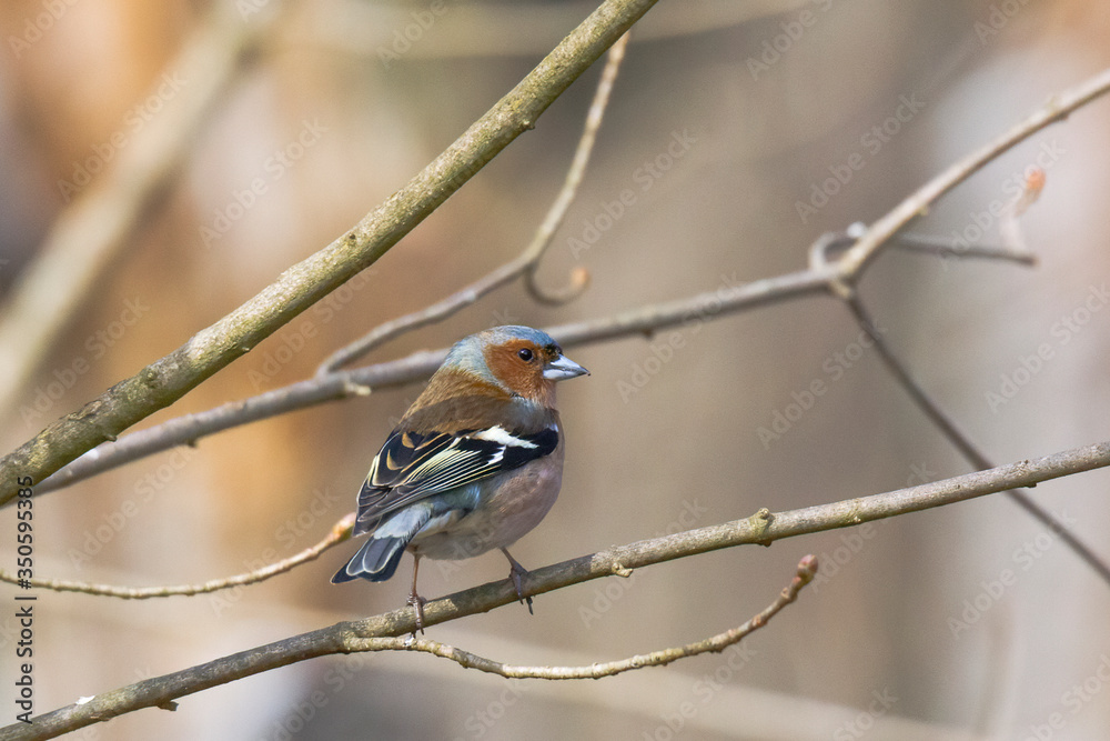 Chaffinch on a branch in autumn forest Chaffinch on a branch in autumn forest