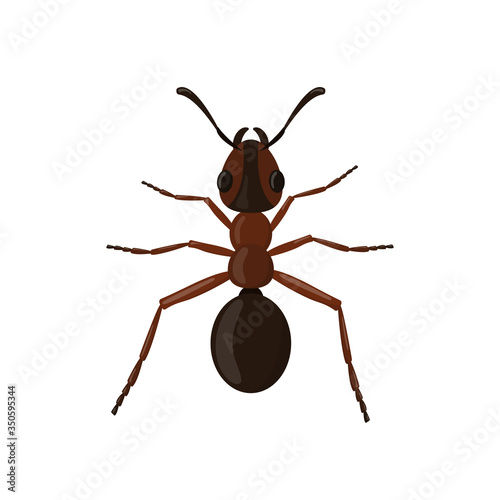 Ant isolated on white background. Insect illustration
