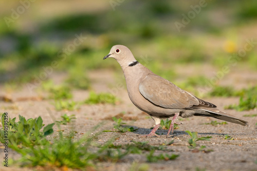 Eurasian collared dove (Streptopelia decaocto) side view