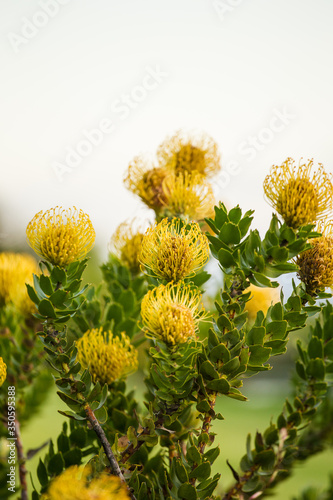 Close up view of of bright yellow Speldekussing or Pincushion Proteas growing in the fynbos biome of the Western Cape in South Africa photo