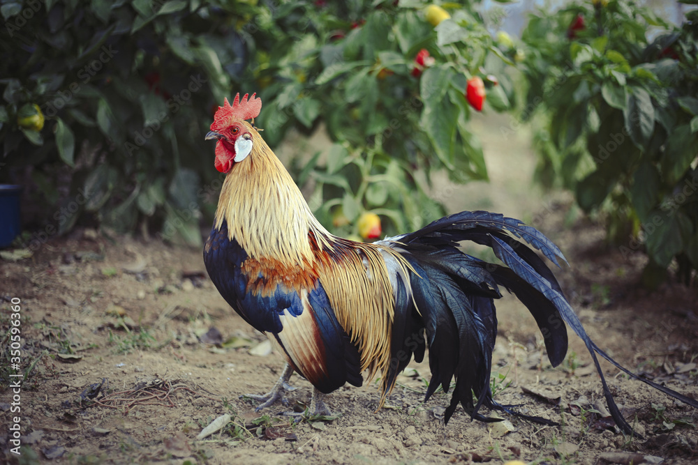 Close up of head of golden rooster standing on traditional rural barnyard in the morning. Portrait of colorful long-tailed Phoenix cockerel in chicken coop. Cock walk and feed in henhouse on farmyard Close up of head of golden rooster standing on traditional rural barnyard in the morning. Portrait of colorful long-tailed Phoenix cockerel in chicken coop. Cock walk and feed in henhouse on farmyard