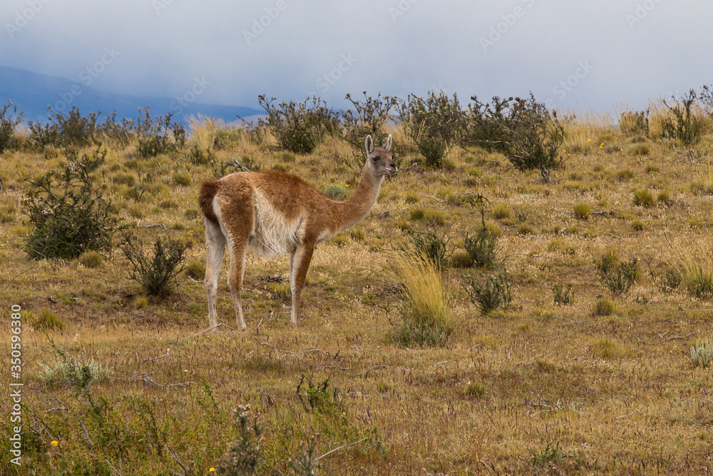 Single guanaco (Lama guanicoe) in Torres del Paine national park, Patagonia, Chile Single guanaco (Lama guanicoe) in Torres del Paine national park, Patagonia, Chile