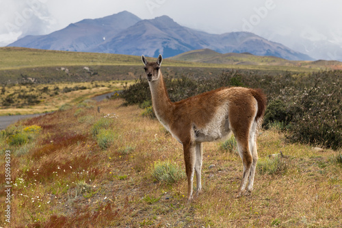 Single guanaco (Lama guanicoe) near a road in Torres del Paine national park, Patagonia, Chile