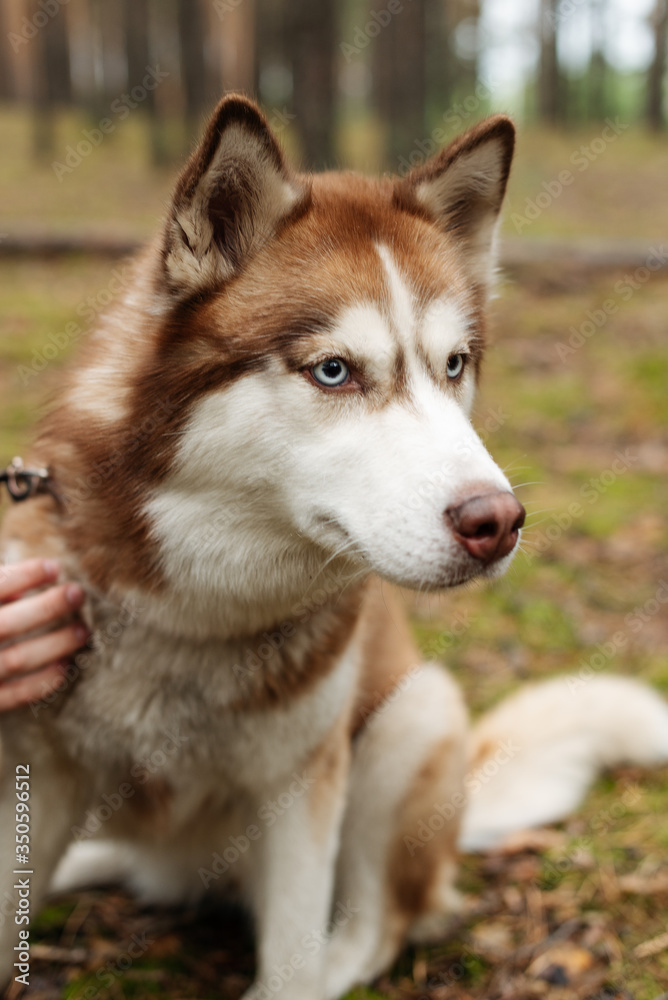 Obraz premium The dog is walking in the woods. Husky dog. Brown husky. 