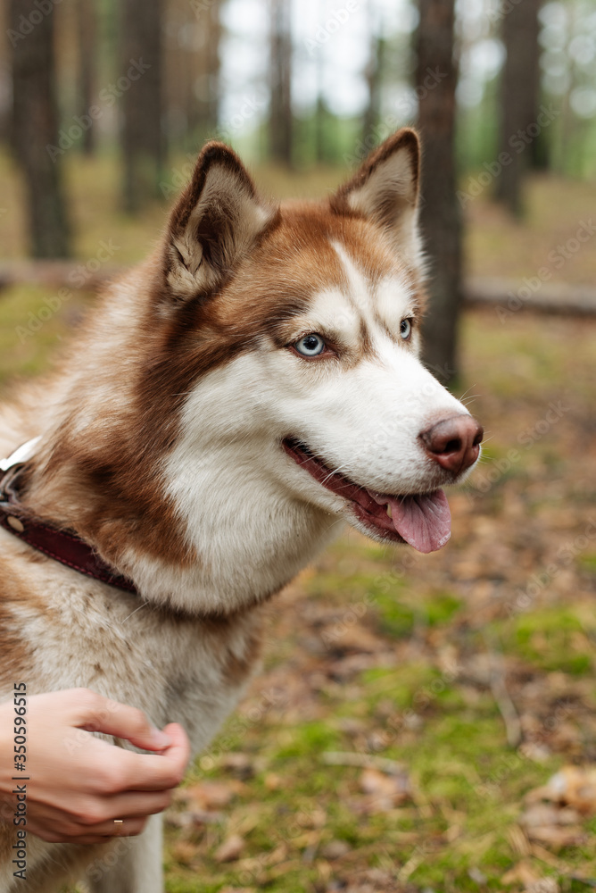 The dog is walking in the woods. Husky dog. Brown husky. 