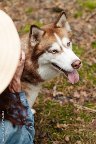 The dog is walking in the woods. Husky dog. Brown husky. 