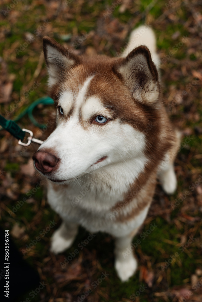 The dog is walking in the woods. Husky dog. Brown husky. 