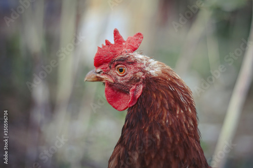 Hens feed on the traditional rural barnyard. Hen standing in grass on rural garden in countryside. Close up of chicken standing at barn yard with chicken coop. Free range poultry farming