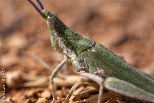 Pyrgomorpha conica, great green cricket. green grasshopper. Macro view insect in wildlife photo