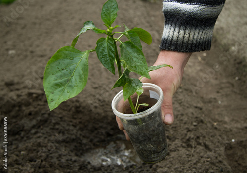Slika na platnu In a man's hand a plastic cup with pepper seedlings