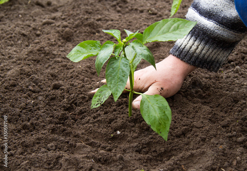 Slika na platnu The man's hand burys the ground near the planted pepper plant