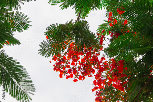frame of Delonix regia flower on stem with green leaf with sky  background