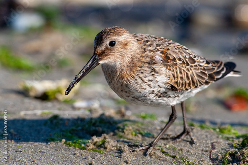 Dunlin, (Calidris alpina) looking for food on the sea.