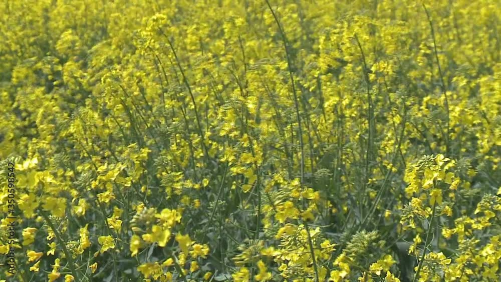Close-up of colored flowers of canola, rapeseed, yellow background Close-up of colored flowers of canola, rapeseed, yellow background