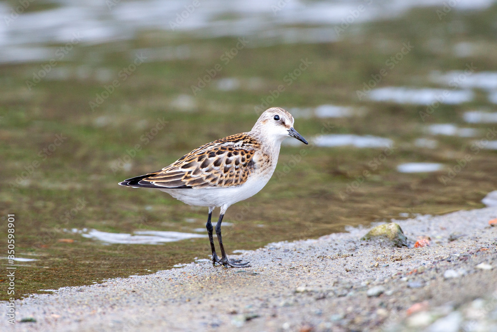 Dunlin, (Calidris alpina) looking for food on the sea. Dunlin, (Calidris alpina) looking for food on the sea.