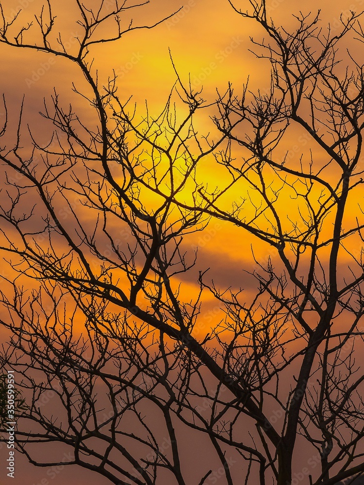 Low Angle View Of Silhouette Bare Tree Against Orange Sky