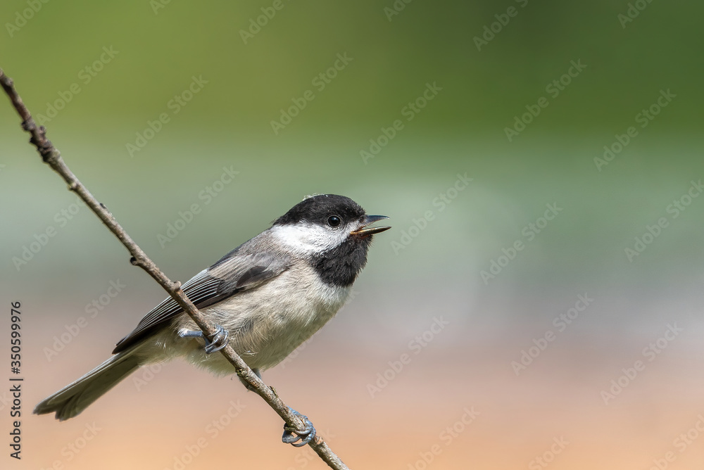 Obraz premium Carolina Chickadee Perched on branch