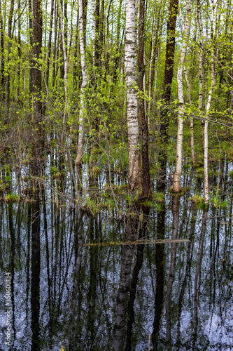 Birch trees in a swamp in Latvia, Latgale
