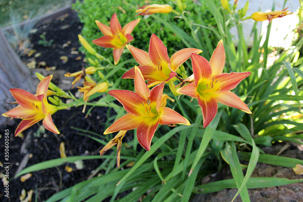 red and yellow daylily plants red and yellow daylily plants