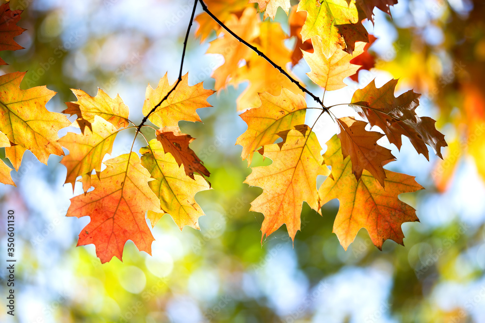 Close up of bright yellow and red maple leaves on fall tree branches with vibrant blurred background in autumn park. Close up of bright yellow and red maple leaves on fall tree branches with vibrant blurred background in autumn park.