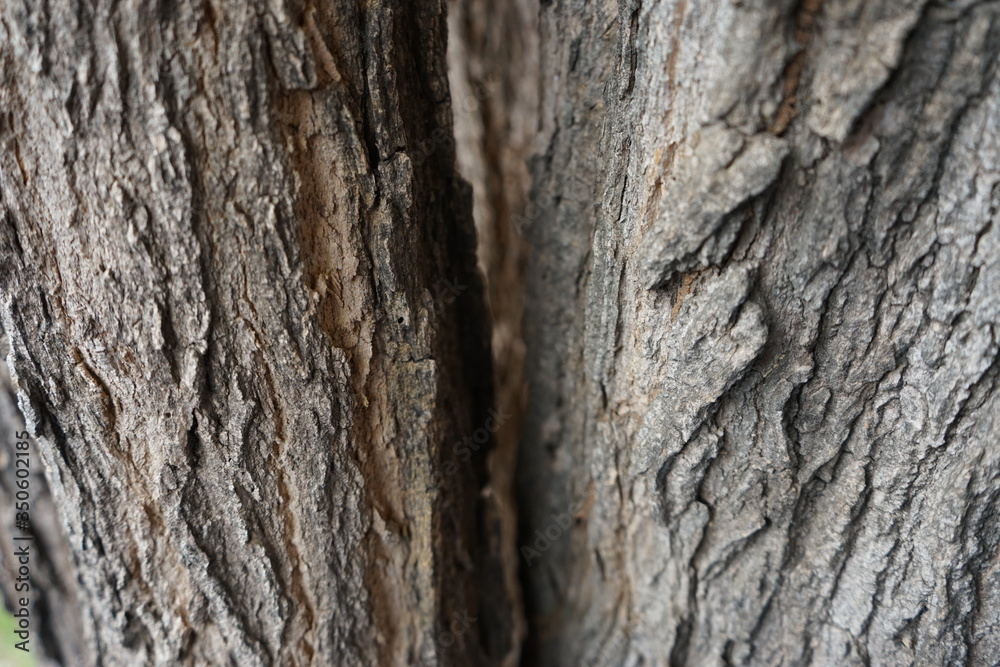 tree bark texture tree bark texture