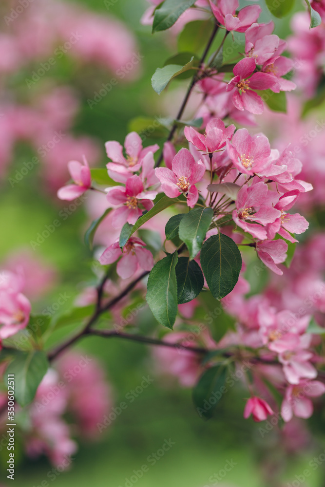 
blooming apple tree