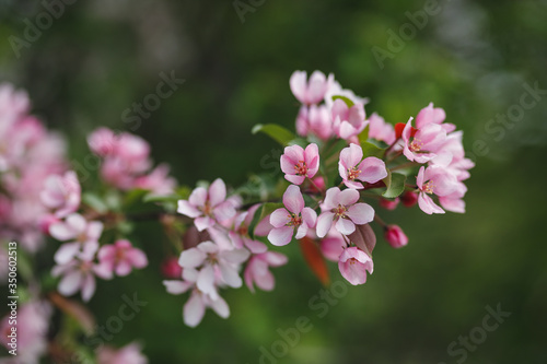  blooming apple tree © Надежда Багрова