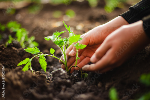 Closeup of a tomato seedling in the hands of a young boy ready to plant it into the soil at the garden. Home grown vegetables and healthy food care. Horticulture and home garden concept.