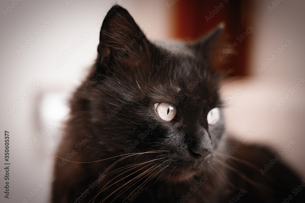 Portrait of thick long hair black Chantilly Tiffany cat relaxing in the house. Close up of fat tomcat with stunning big eyes sitting at home