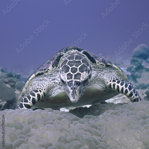 Sea turtle
