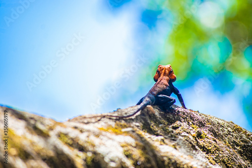 A Colorful male Agama Lizard in a National Forest at Panchmarhi, India photo