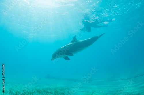 A Common Bottlenose dolphin, Tursiops truncatus, cruises playfully through the clear, warm water near the Turks and Caicos Islands. These large dolphins can reach up to 1400 pounds in weight. 