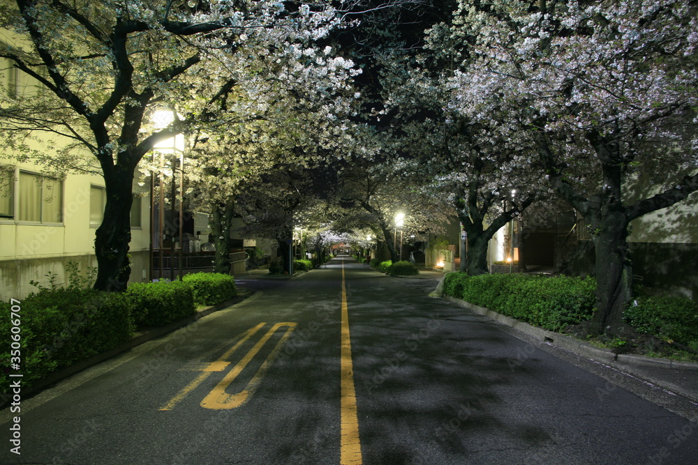 深夜の夜桜の並木通り