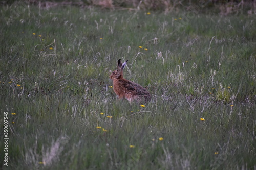 Hare on a field late at night eating.