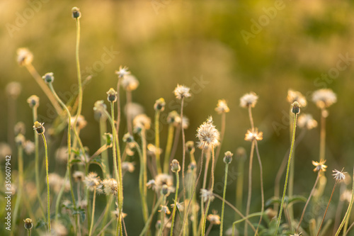 Soft focus of flower grass with light relax at morning time. Grass background.