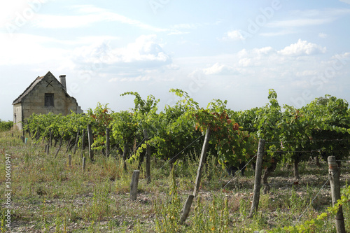 Fotografi Vignes - Anjou