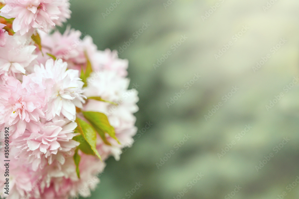 Beautiful sakura flowers on a branch on a green background. Beautiful spring flowers. Copy space. Beautiful sakura flowers on a branch on a green background. Beautiful spring flowers. Copy space.