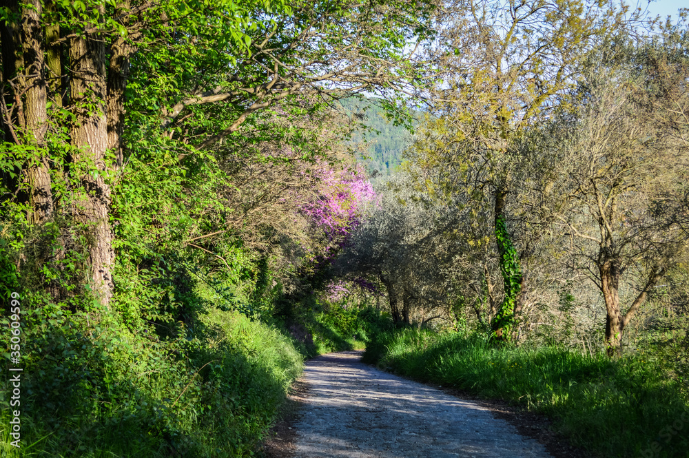 Footpath under the trees in a sunny day in spring in the 
Euganean hills, Padova - italy