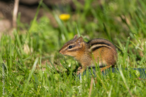 Small eastern chipmunk in the grass © Glenn