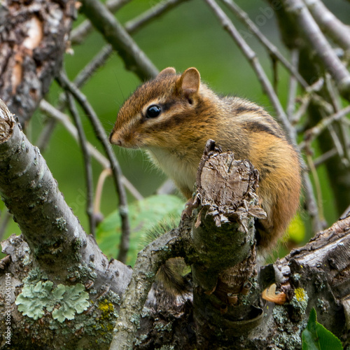 Small cute Chipmunk perched on a tree branch © Glenn